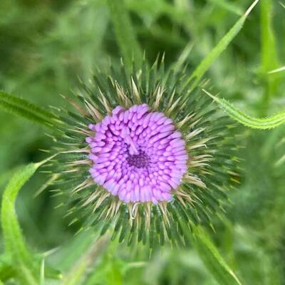 Purple Flower