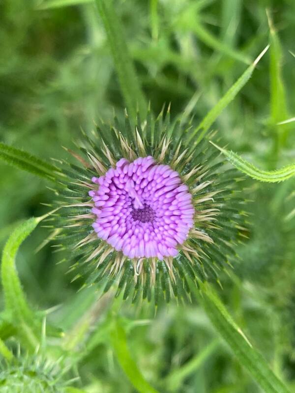 Purple flower macro photography